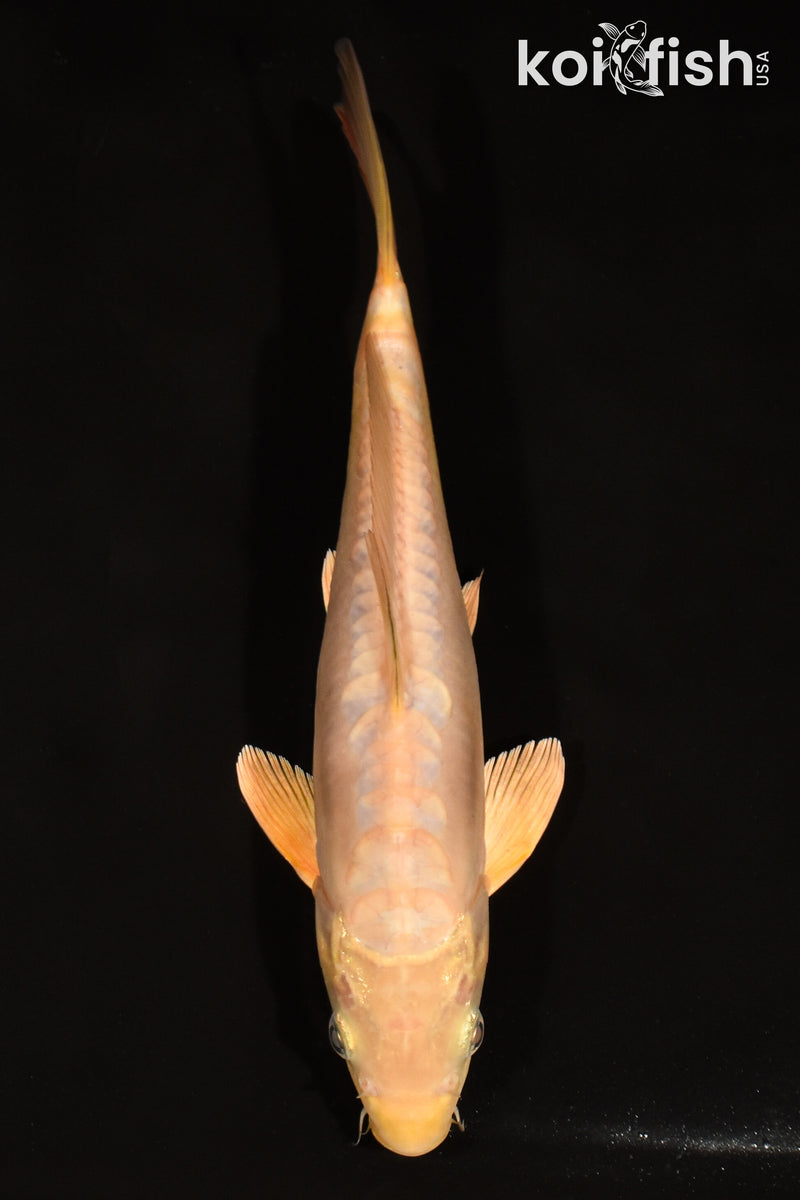 10.5" DOITSU CHAGOI