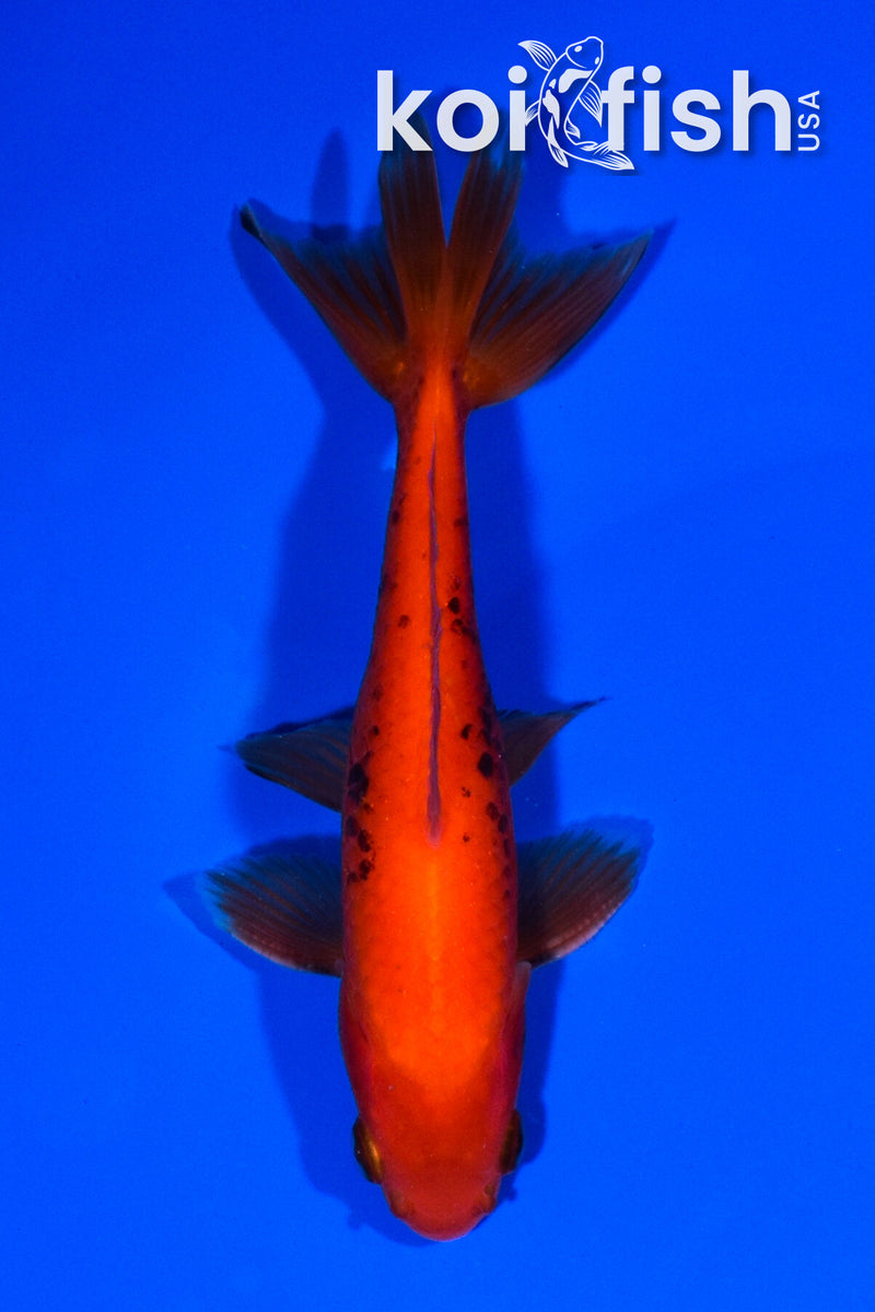 5.25" WAKIN GOLDFISH