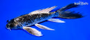 7.5" GINGA BUTTERFLY
