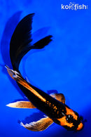 7.25" ORENJI MATSUBA BUTTERFLY