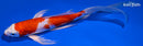 8.5" KUCHIBENI HARIWAKE BUTTERFLY