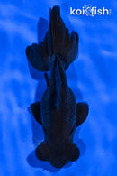 4.75" TELESCOPE FANTAIL GOLDFISH
