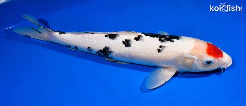 15.5" TANCHO SANKE