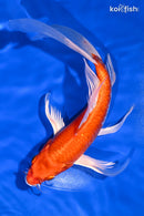 8.5" HARIWAKE BUTTERFLY