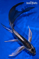 8" KIKOKURYU BUTTERFLY