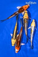 PACK OF (5) 4.25-4.75" VARIETY KIKOKURYU STANDARD KOI