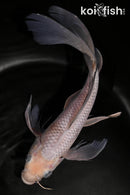 9.25" SORAGOI BUTTERFLY