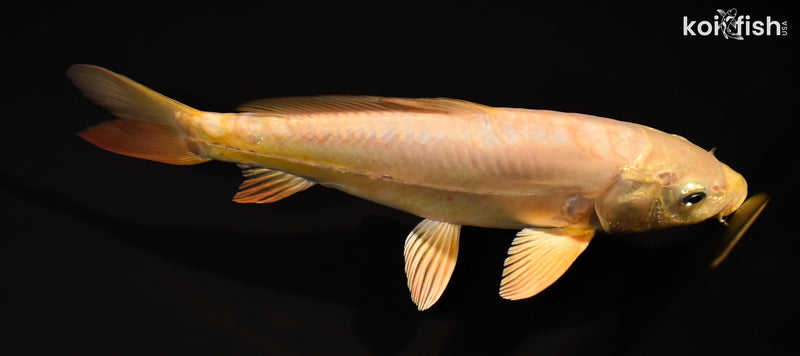 10.5" DOITSU CHAGOI