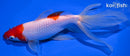 7.75" WATONAI GOLDFISH