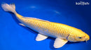 14.25" GINRIN YAMABUKI OGON