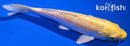 6" YAMABUKI OGON