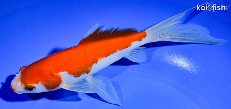 7.75" SARASA COMET GOLDFISH