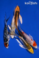 PACK OF (5) 4-5" BUTTERFLY KOI