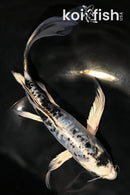 8.25" DOITSU GIN SHIRO UTSURI BUTTERFLY