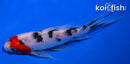 6.5" SANKE BUTTERFLY