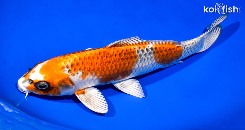 12" BENI GINGA