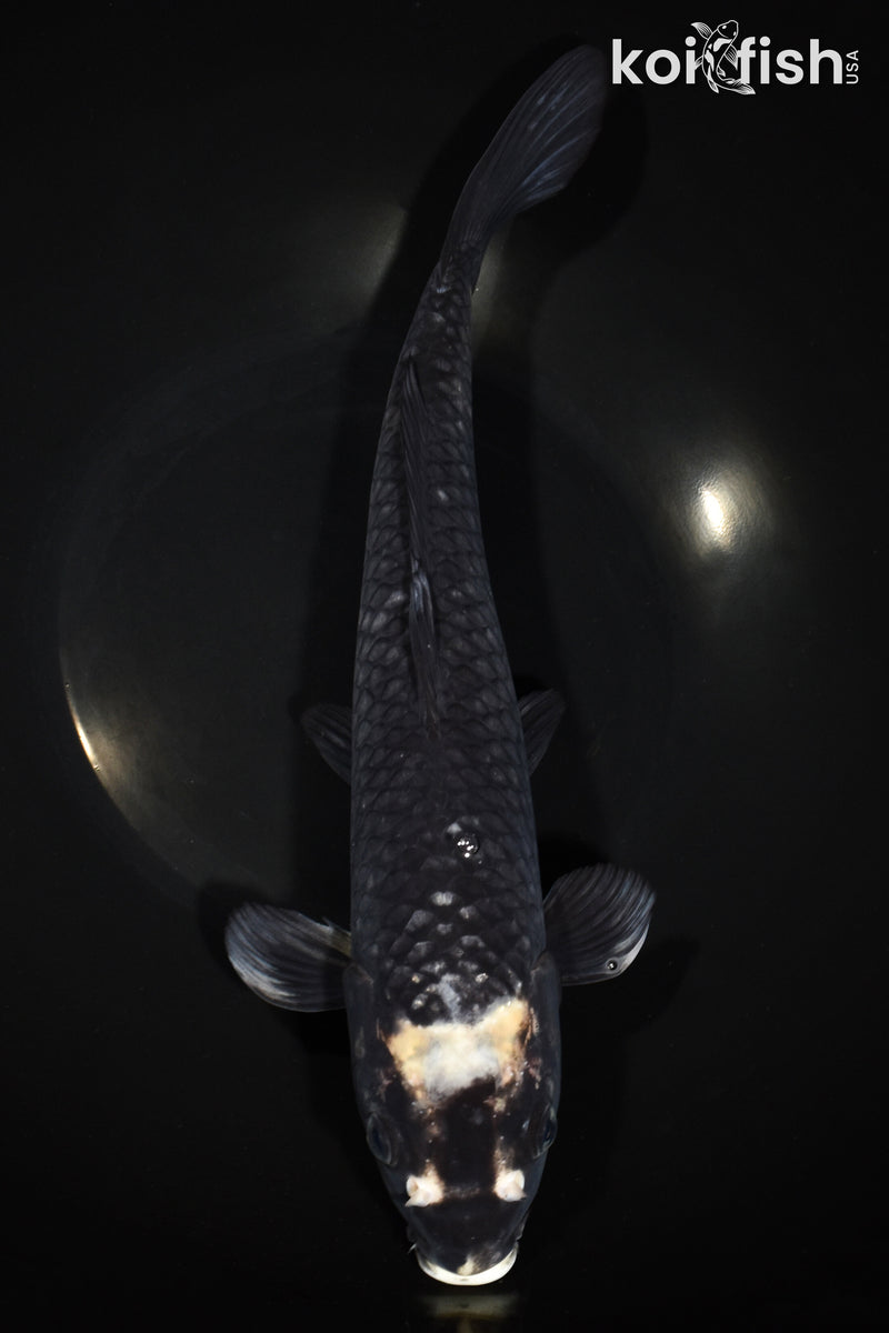 13" MATSUKAWABAKE