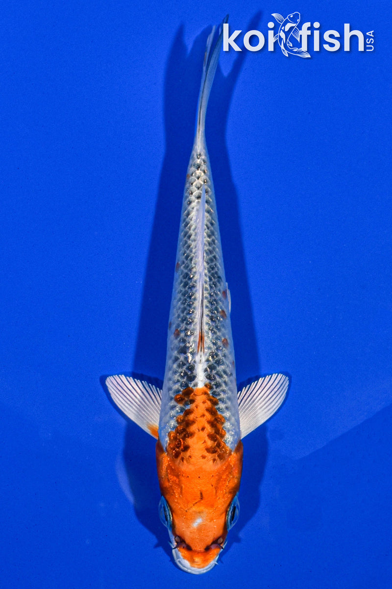 4.5" KUJAKU