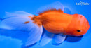 5.5" ORANDA GOLDFISH
