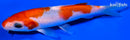 6" KOHAKU