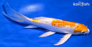 8" GINRIN HARIWAKE BUTTERFLY