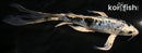 8.25" DOITSU GIN SHIRO UTSURI BUTTERFLY