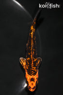 4.25" KIN ORENJI MATSUBA