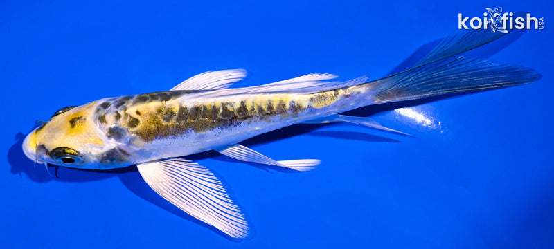 5.5" KIN KIKOKURYU BUTTERFLY
