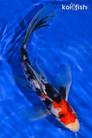 9.5" SANKE BUTTERFLY
