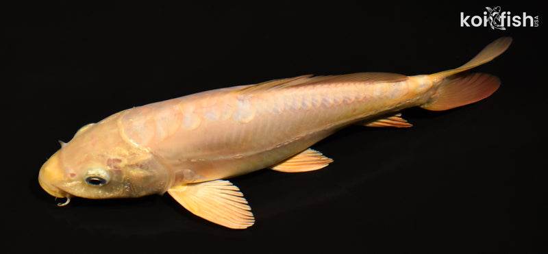 10.5" DOITSU CHAGOI