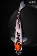 11" DOITSU GOSHIKI