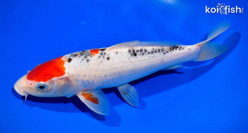 10.25" GOSHIKI