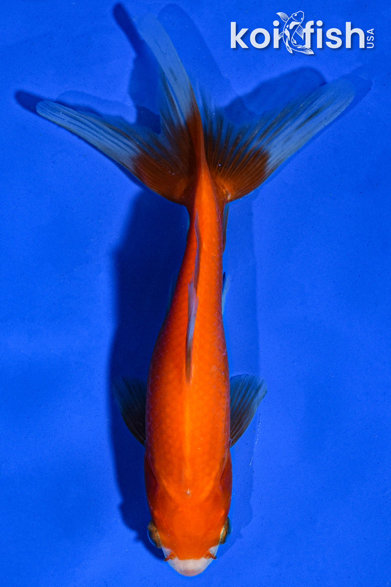 6" WAKIN GOLDFISH