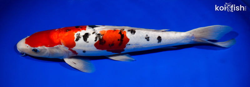 14.5" DOITSU SANKE