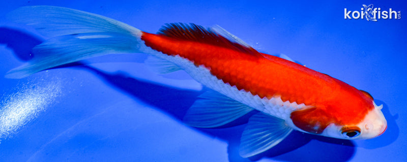 7.75" SARASA COMET GOLDFISH