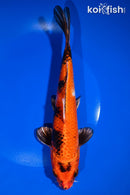9" YAMATO NISHIKI