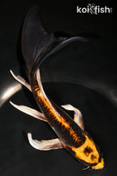 7.25" BENI KIKOKURYU BUTTERFLY