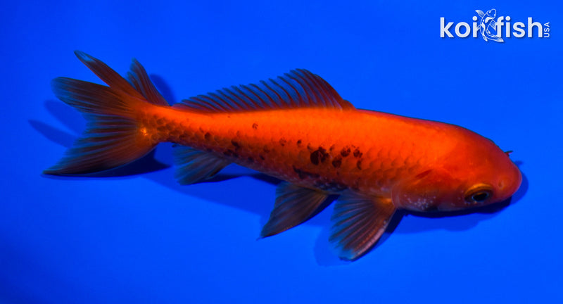 5.25" WAKIN GOLDFISH