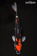 12.5" DOITSU GOSHIKI