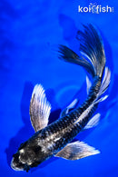 7.5" GINGA BUTTERFLY