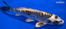7.25" BENI KIKOKURYU