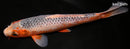 9.5" ASAGI