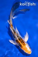 6" BENI KIKOKURYU BUTTERFLY