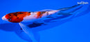 6.25" BENI MATSUKAWABAKE BUTTERFLY