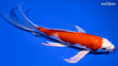 8.5" KUCHIBENI HARIWAKE BUTTERFLY