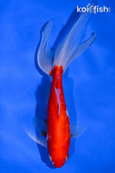 6.75" WATONAI GOLDFISH