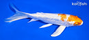 7" HARIWAKE BUTTERFLY