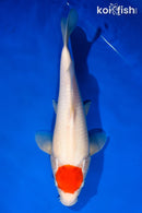 13.25" TANCHO KOHAKU