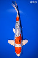 12" GINRIN YAMATO NISHIKI
