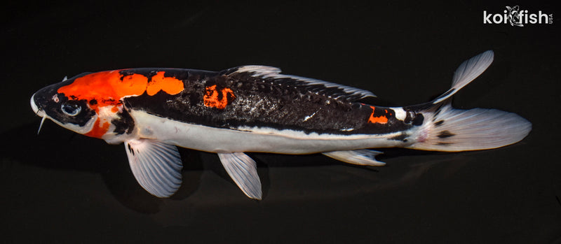 12.5" DOITSU GOSHIKI